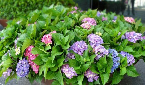 绣球花种植时选择深盆还是浅盆好?哪种更适合绣球花生长? 绣球花种植时选择深盆还是浅盆好?哪种更适合绣球花生长?