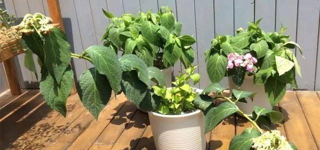 绣球花种植时选择深盆还是浅盆好?哪种更适合绣球花生长? 绣球花种植时选择深盆还是浅盆好?哪种更适合绣球花生长?