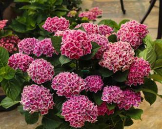 绣球花种植时选择深盆还是浅盆好?哪种更适合绣球花生长? 绣球花种植时选择深盆还是浅盆好?哪种更适合绣球花生长?