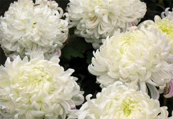 白菊花的深刻寓意与象征意义（探究白菊花的花语及文化内涵）