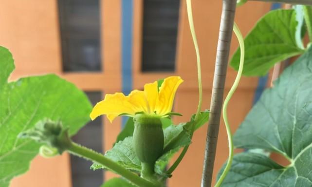 甜瓜摘心打顶的最佳时间是什么时候？具体操作步骤有哪些？