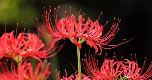 彼岸花（以彼岸花花语象征与寓意）