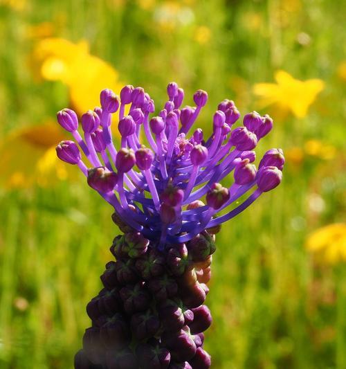 风信子花语及其特性解读（探寻风信子花语的含义与魅力）