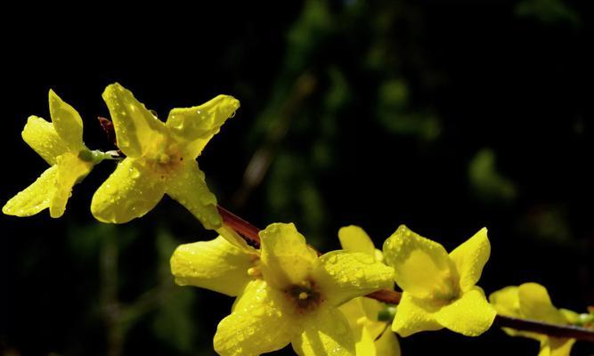 连翘花的寓意与象征风水解析（揭秘连翘花的吉祥之力）