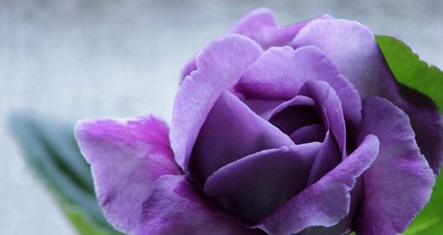 什么花代表未来？揭秘花语中的时间概念