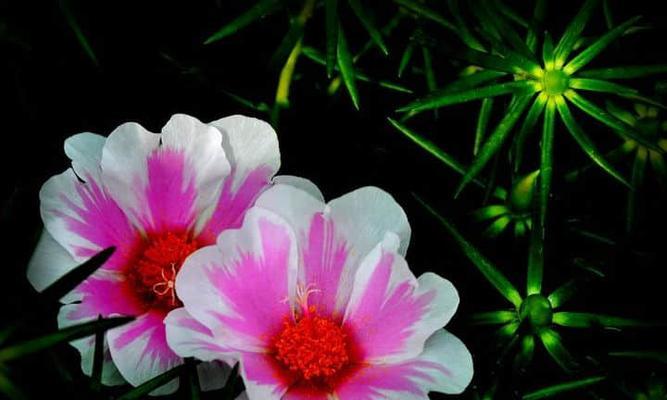 什么花代表未来？揭秘花语中的时间概念