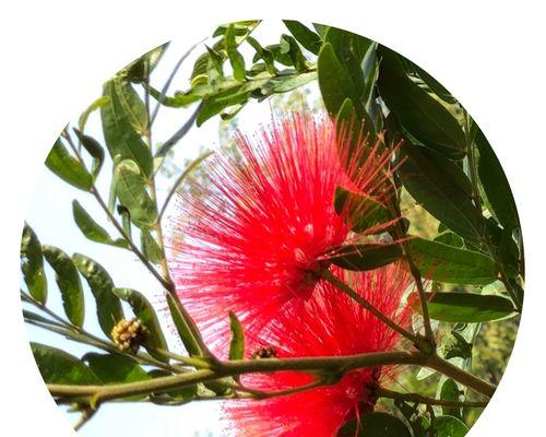 合欢花语（和谐、温暖、守望）