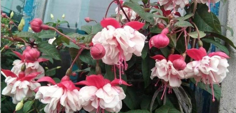 倒挂金钟花的花语与寓意（传递希望与坚持的美丽信号）