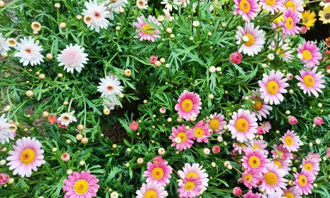 玛格丽特花的寓意与美好生活（探索玛格丽特花的象征意义）