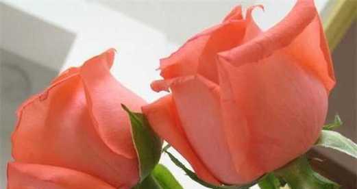 玫瑰花的朵数与其象征意义的关系（探究玫瑰花朵数的神秘之处）