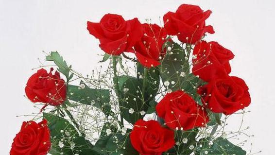 玫瑰花的朵数与其象征意义的关系（探究玫瑰花朵数的神秘之处）