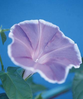 蓝色牵牛花的花语及其象征意义（探索蓝色牵牛花的深层内涵与美丽之旅）