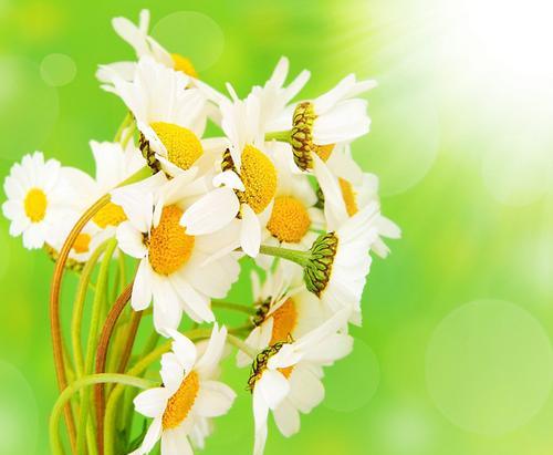 以皱菊花代表坚韧与美丽(皱菊花的象征意义与文化内涵)