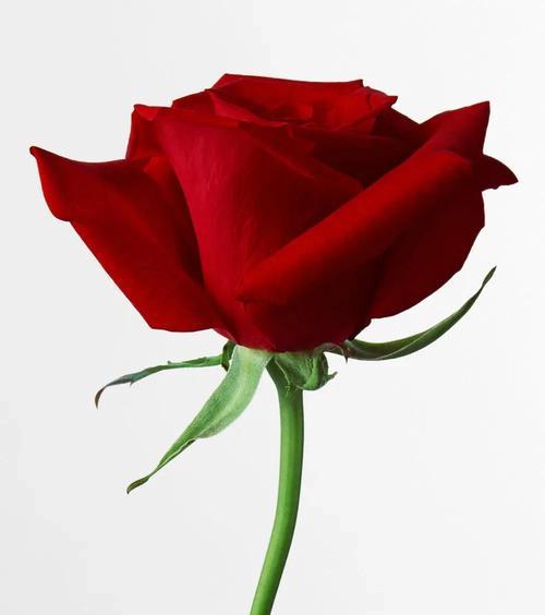 13朵粉玫瑰的代表意思——爱情的承诺（探索13朵粉玫瑰所象征的深层意义）