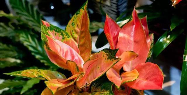 对对红养殖需要注意什么？如何正确养殖对对红？