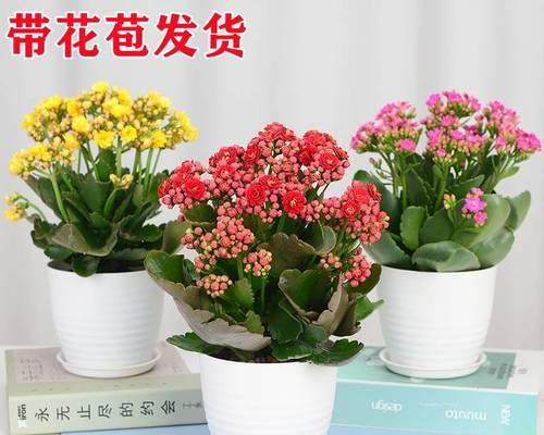 看病人时应该买哪种花?不同场合的花卉选择指南? 看病人时应该买哪种花?不同场合的花卉选择指南?