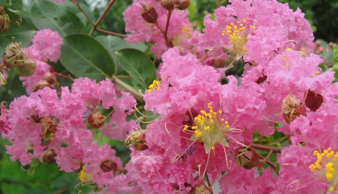 紫薇花的花语与美丽传说（探寻紫薇花所传递的深刻情感和意义）