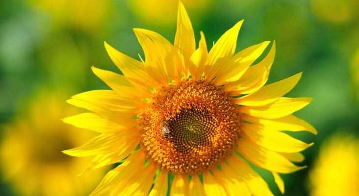 葵花的象征意义及寓意解读（探寻葵花的文化内涵与象征意义）