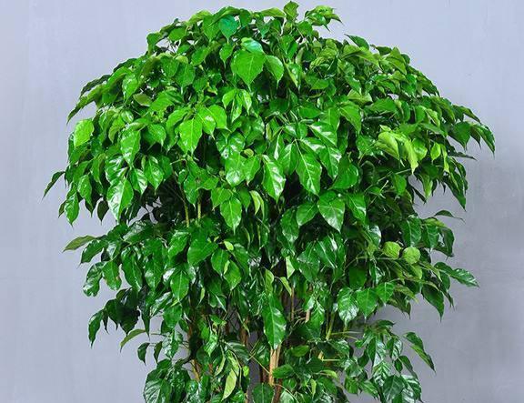 幸福树适合放在哪里?家居摆放风水有哪些讲究?