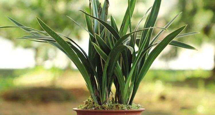 兰花的寓意与风水（探寻兰花象征的深层含义）