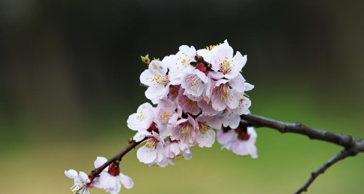 杏花又叫什么花？你知道它的别名吗？