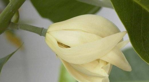 黄桷兰开花后修剪方法是什么?修剪后需要注意哪些事项?