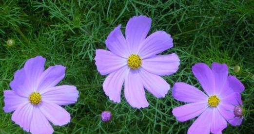 以菊花的花语为主题的文章(坚强如菊花)