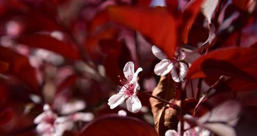 紫叶李的寓意与象征——祥瑞与繁荣（紫叶李的意义及其象征性在中国传统文化中的表达）