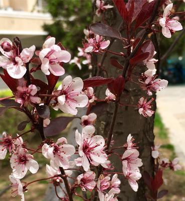 紫叶李的寓意与象征——祥瑞与繁荣（紫叶李的意义及其象征性在中国传统文化中的表达）