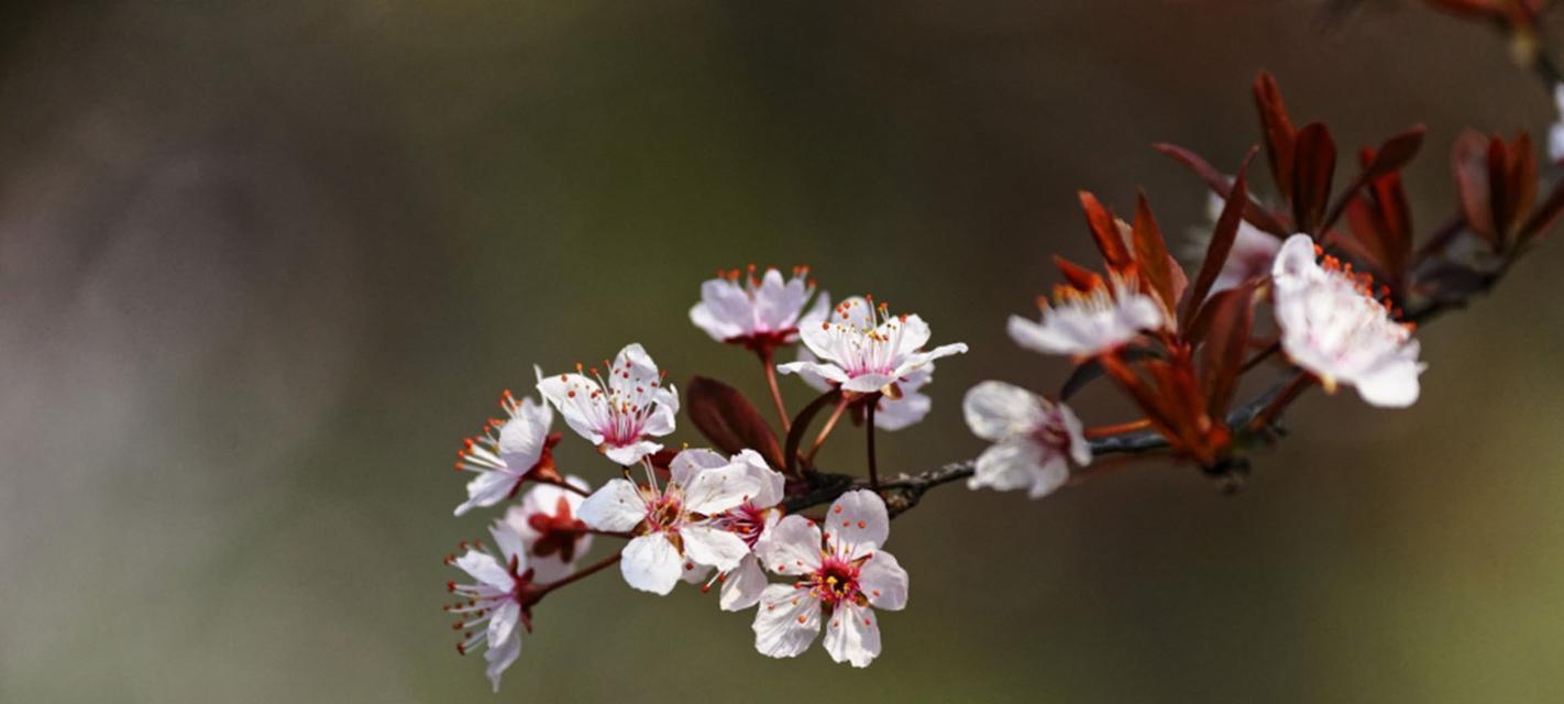 紫叶李的寓意与象征——祥瑞与繁荣（紫叶李的意义及其象征性在中国传统文化中的表达）