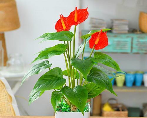 红掌风水寓意是什么？如何在家居中发挥作用？
