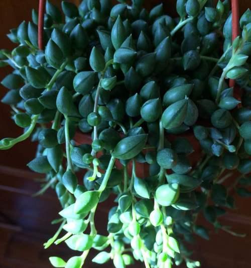 爱之蔓繁殖方法有哪些?繁殖过程中应注意哪些问题?