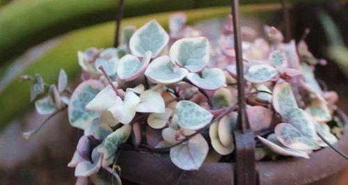 爱之蔓繁殖方法有哪些？繁殖过程中应注意哪些问题？