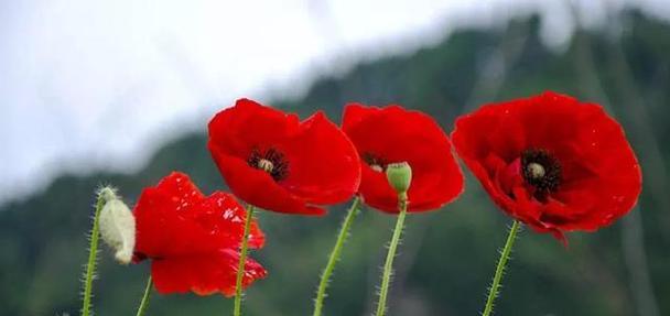 救赎的花语——以罂粟花为主题（被救赎的希望与救赎的力量）