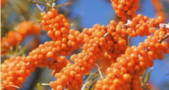 沙棘含糖量高吗？了解沙棘的糖分含量及其健康影响