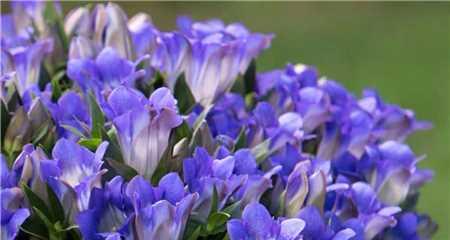 龙胆花之花语（龙胆花的花语以及它所传递的深层意义）