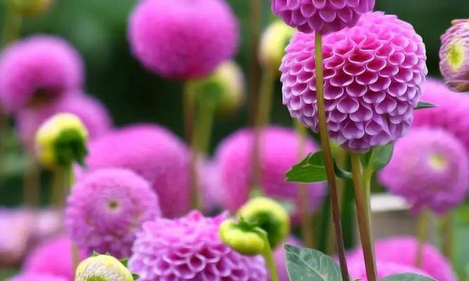 智慧的花朵——百合花（用纯洁与高雅绽放智慧之花）