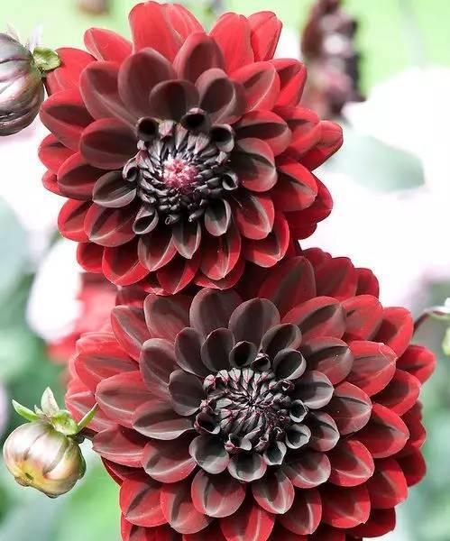 大丽花的花语意义(探寻大丽花的花语传递的深意)