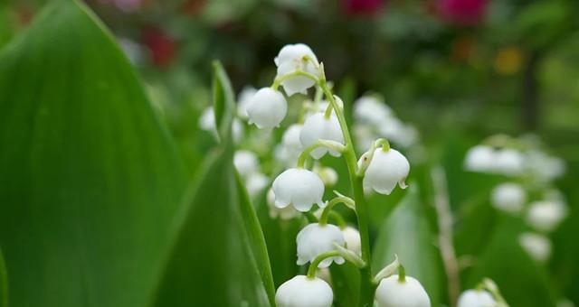 铃兰花用水养可行吗？如何正确进行水培？