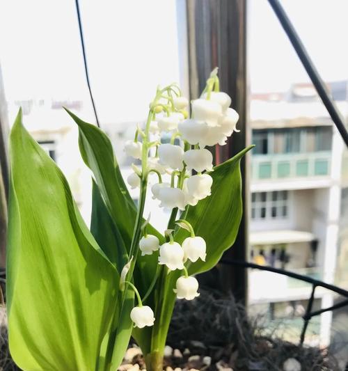 铃兰花用水养可行吗?如何正确进行水培? 铃兰花用水养可行吗?如何正确进行水培?