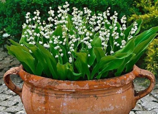 铃兰花用水养可行吗?如何正确进行水培? 铃兰花用水养可行吗?如何正确进行水培?
