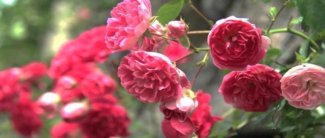 蔷薇花语的多彩世界（揭秘蔷薇花语的丰富内涵与传达方式）