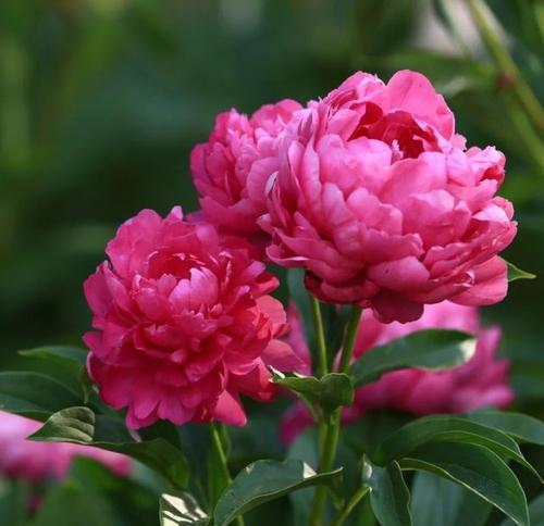 勺药一年开几次花?如何正确养护以促进开花? 勺药一年开几次花?如何正确养护以促进开花?