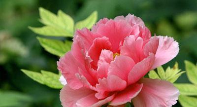 勺药一年开几次花?如何正确养护以促进开花? 勺药一年开几次花?如何正确养护以促进开花?