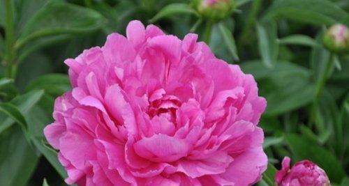 勺药一年开几次花?如何正确养护以促进开花? 勺药一年开几次花?如何正确养护以促进开花?