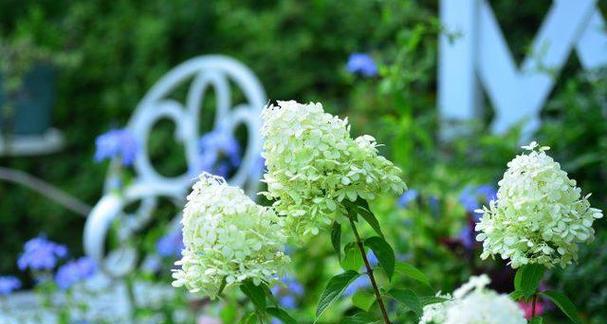 花语复活,恢复生机(以水仙花为主题的花语探析) 花语复活,恢复生机(以水仙花为主题的花语探析)