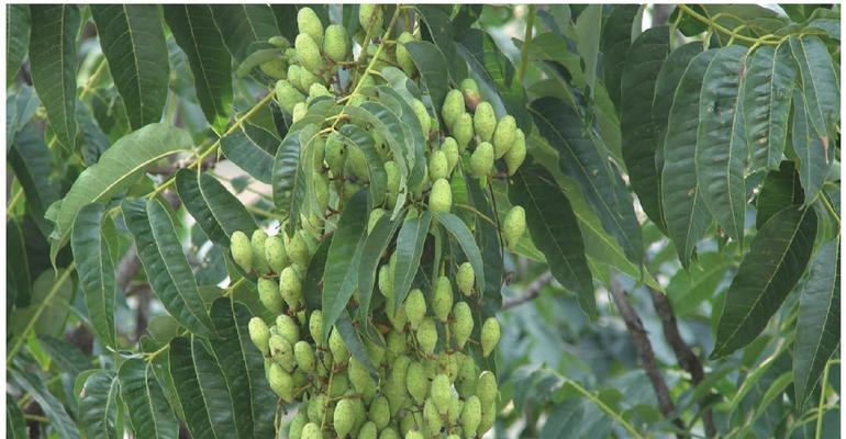 香椿树一年能长多高？每年生长速度是多少公分？