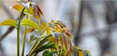 香椿什么时候采摘最好？收获季节有哪些注意事项？