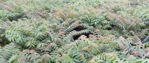 香椿什么时候采摘最好？收获季节有哪些注意事项？