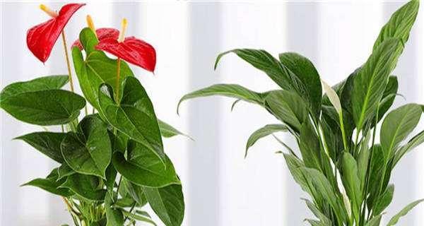 红掌的风水寓意与摆放位置（探秘红掌的神秘力量）